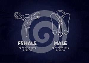 Sex education reproductive system biology class concept. Vector flat illustration. Banner template. Male and female internal organ