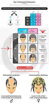 Sex Influenced Characters Infographic Diagram example characteristic of baldness in human