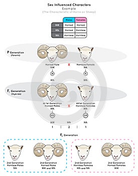 Sex Influenced Characters Infographic Diagram with example of characteristic sheep horns