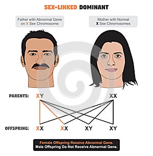 Sex linked dominant influenced character infographic diagram human male female photo
