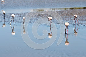 Sextet of foraging flamingos in the Camargue, France