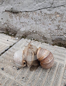 Sexy dance of mating grape snails on the concrete slabs of the steps