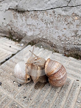 Sexy dance of mating grape snails on the concrete slabs of the steps