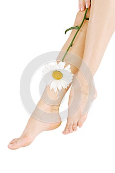 legs with camomile