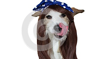 AND PRETTY DOG WITH A LONG WIG HAIR AND WEARING A BLUE POL photo