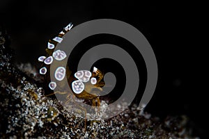 Shrimp on Seafloor in Tropical Pacific photo