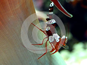 Shrimp (Thor amboinensis)