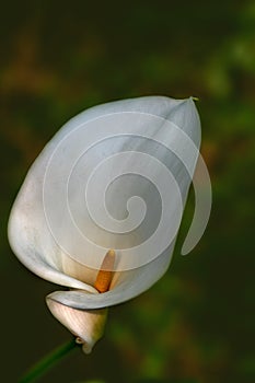 Sexy white calla lilly  against green background