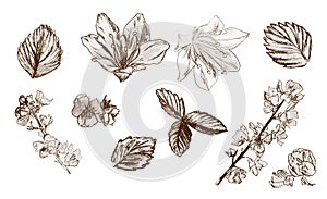 Sey of botanical ojects. Leaves of strawberry, flowers, branches