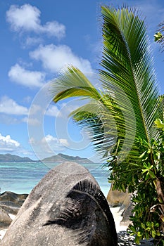Seychelles anse source d`argent palm and rock photo