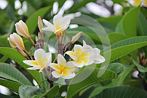 Seychelles flowers white-yellow with green background