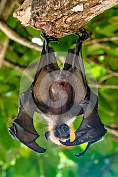 Seychelles fruit bat or flying fox Pteropus seychellensis at La Digue,Seychelles