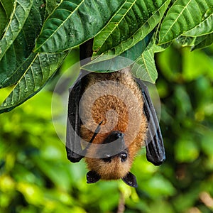 Seychelles fruit bat or flying fox Pteropus seychellensis at La Digue,Seychelles