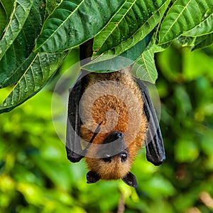 Seychelles fruit bat or flying fox Pteropus seychellensis at La Digue,Seychelles