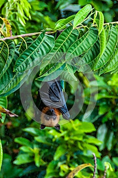 Seychelles fruit bat or flying fox Pteropus seychellensis at La Digue,Seychelles