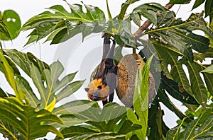 Seychelles Fruit bat Pteropus seychellensis