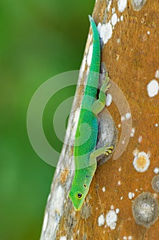 Seychelles Giant Day Gecko - Phelsuma sundbergi is diurnal species of green geckos, lives on islands of Seychelles and inhabits photo