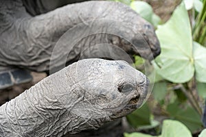 Seychelles giant terrestrial turtle close up portrait