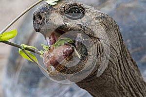 Seychelles giant terrestrial turtle close up portrait