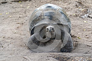 Seychelles giant terrestrial turtle close up portrait