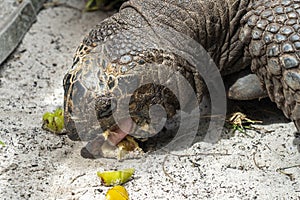 Seychelles giant terrestrial turtle close up portrait