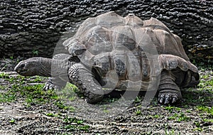 Seychelles giant tortoise 1