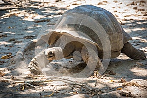 Seychelles giant tortoise