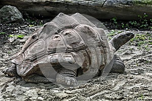 Seychelles giant tortoise 2
