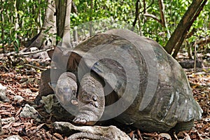 Seychelles Giant tortoise