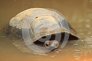 Seychelles giant tortoise