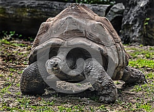 Seychelles giant tortoise 3