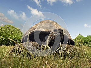 Seychelles Giant tortoise