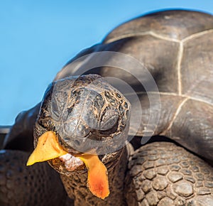 Seychelles giant tortoise