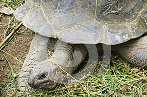 Seychelles Giant Tortoise (Aldabrachelys, Dispochelys) eating