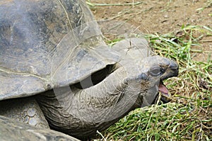 Seychelles Giant Tortoise (Aldabrachelys, Dispochelys) eating