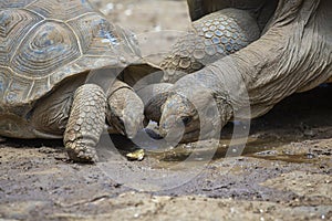 The Seychelles giant tortoise or aldabrachelys gigantea hololissa, also known as the Seychelles domed giant tortoise. Giant turtle