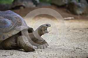 The Seychelles giant tortoise or aldabrachelys gigantea hololissa, also known as the Seychelles domed giant tortoise. Giant turtle