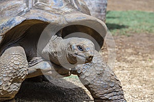 The Seychelles giant tortoise or aldabrachelys gigantea hololissa, also known as the Seychelles domed giant tortoise. Giant turtle