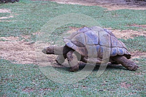 The Seychelles giant tortoise or aldabrachelys gigantea hololissa, also known as the Seychelles domed giant tortoise. Giant turtle