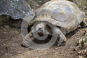 The Seychelles giant tortoise or aldabrachelys gigantea hololissa, also known as the Seychelles domed giant tortoise. Giant turtle