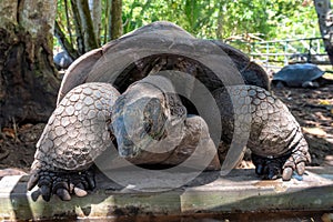 Seychelles giant tortoise.