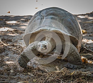 Seychelles giant tortoise