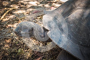 Seychelles giant tortoise