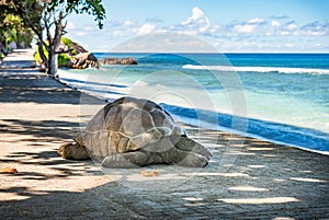 Seychelles giant tortoise, La Digue island