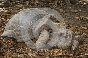 Seychelles Giant tortoises mating