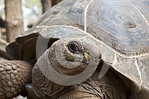 Seychelles giant turtle