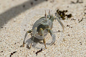 Seychelles - Horned Ghost Crab on the beach