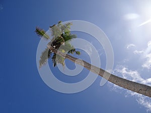 Seychelles la digue blue sky, palm tree