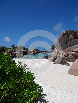 Seychelles la digue blue sky, palm tree, vegetation, white sand