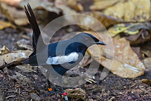 Seychelles magpie-robin Copsychus sechellarum